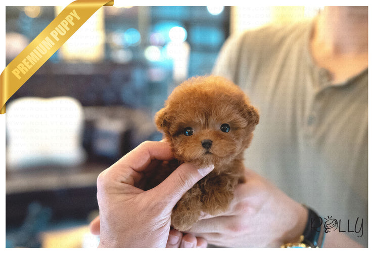 Rolly Teacup Puppies (PURCHASED by De Zoysa) ALOHA - Poodle. F.