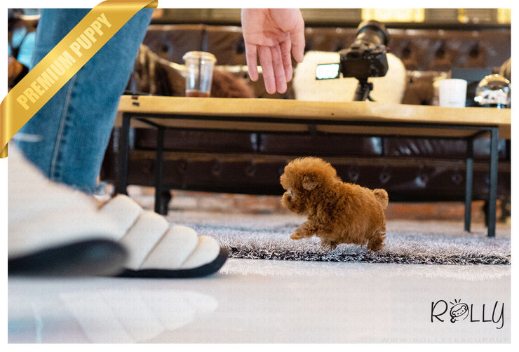Rolly Teacup Puppies (PURCHASED by De Zoysa) ALOHA - Poodle. F.