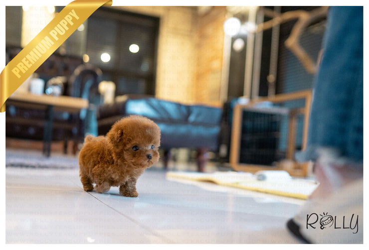 Rolly Teacup Puppies (PURCHASED by De Zoysa) ALOHA - Poodle. F.