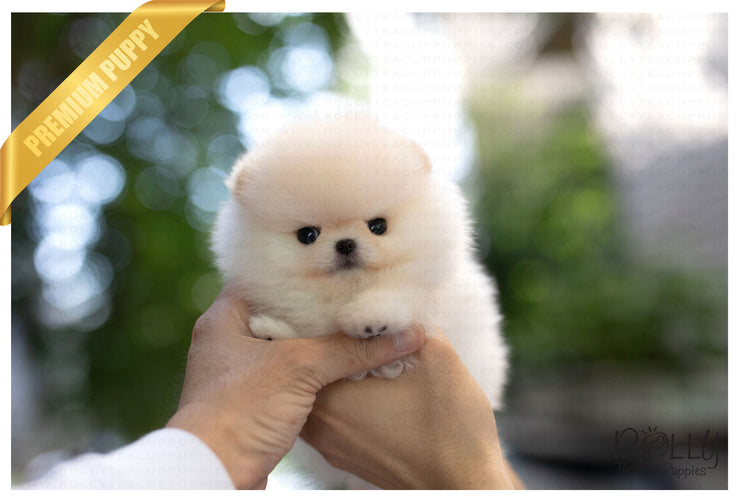 Rolly Teacup Puppies (Purchased by Benavides) Anjou - Pomeranian. M.