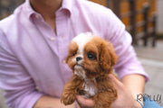 Rolly Teacup Puppies (PURCHASED by Conrad) APOLLO - Cavapoo. M.