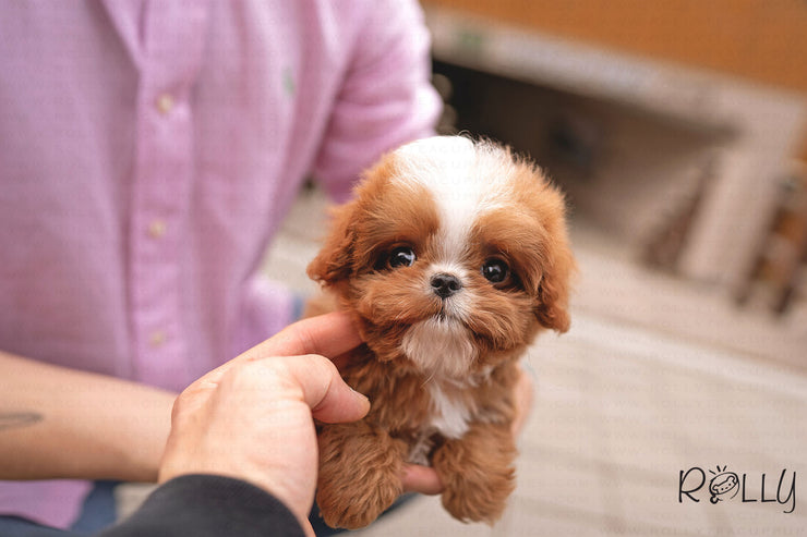 Rolly Teacup Puppies (PURCHASED by Conrad) APOLLO - Cavapoo. M.