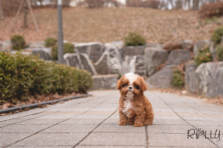 Rolly Teacup Puppies (PURCHASED by Conrad) APOLLO - Cavapoo. M.