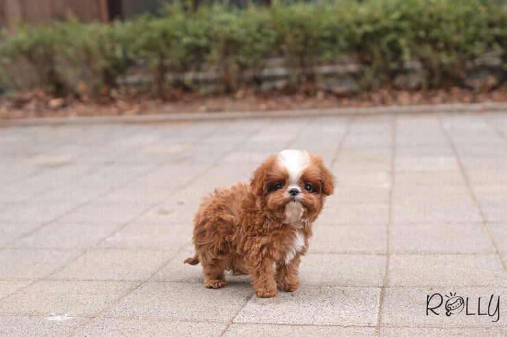 Rolly Teacup Puppies (PURCHASED by Conrad) APOLLO - Cavapoo. M.