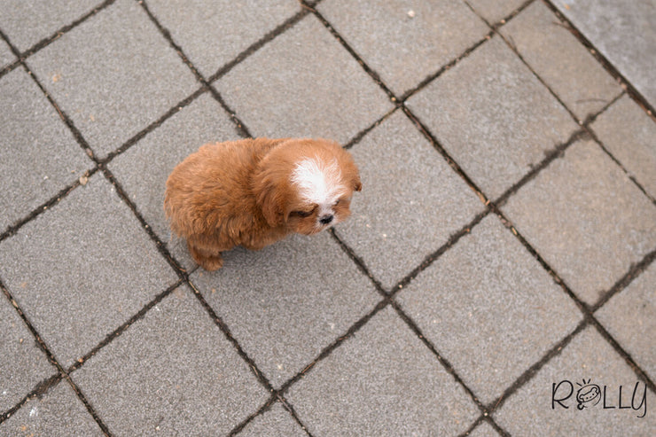 Rolly Teacup Puppies (PURCHASED by Conrad) APOLLO - Cavapoo. M.