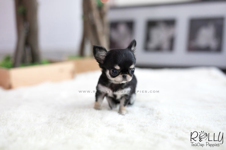 Rolly Teacup Puppies (SOLD to Ash) Apple - Chihuahua. F.