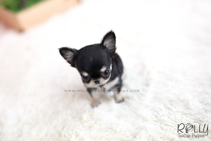 Rolly Teacup Puppies (SOLD to Ash) Apple - Chihuahua. F.