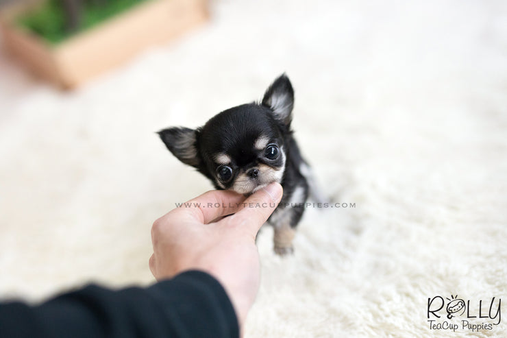 Rolly Teacup Puppies (SOLD to Ash) Apple - Chihuahua. F.