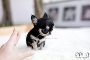Rolly Teacup Puppies (SOLD to Ash) Apple - Chihuahua. F.