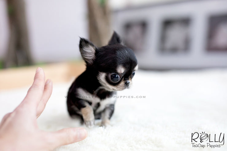 Rolly Teacup Puppies (SOLD to Ash) Apple - Chihuahua. F.