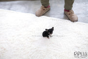 Rolly Teacup Puppies (SOLD to Ash) Apple - Chihuahua. F.
