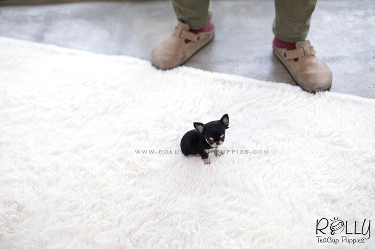 Rolly Teacup Puppies (SOLD to Ash) Apple - Chihuahua. F.