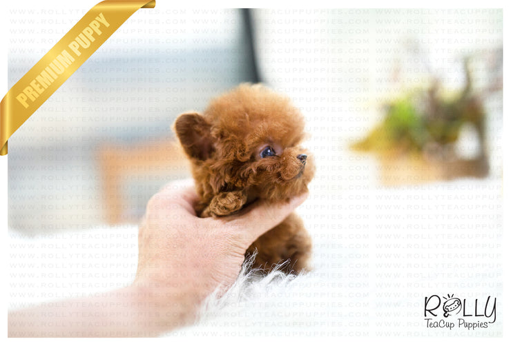Rolly Teacup Puppies (SOLD to Mercey) Apple - Poodle. F.