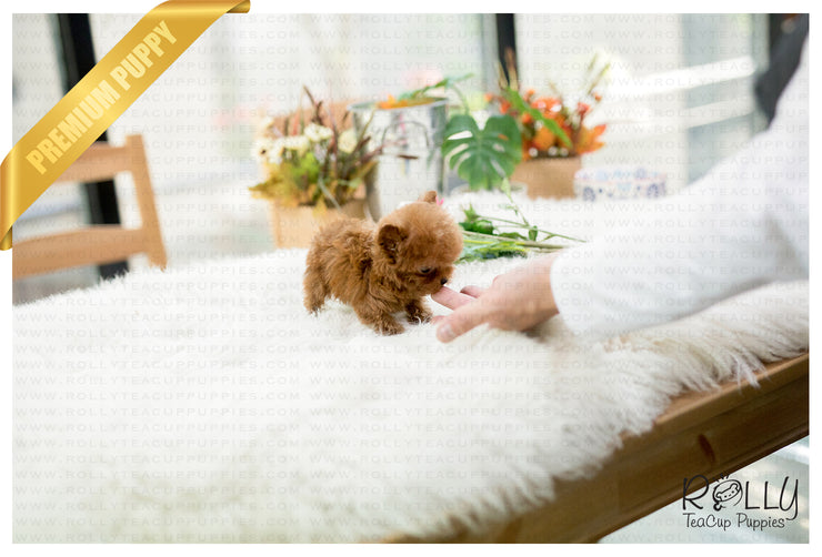 Rolly Teacup Puppies (SOLD to Mercey) Apple - Poodle. F.