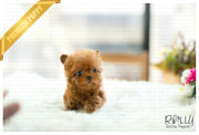 Rolly Teacup Puppies (SOLD to Mercey) Apple - Poodle. F.