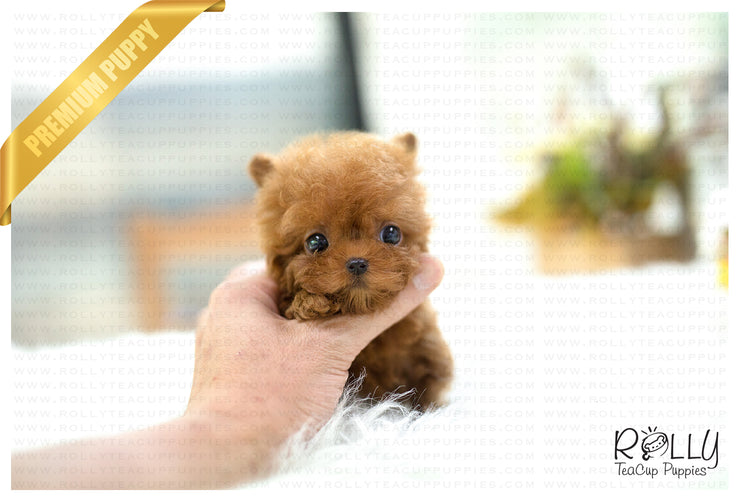 Rolly Teacup Puppies (SOLD to Mercey) Apple - Poodle. F.