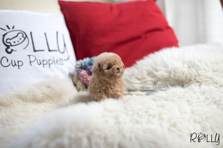 Rolly Teacup Puppies (Purchased by Phachirapha) Aria - Poodle. F.