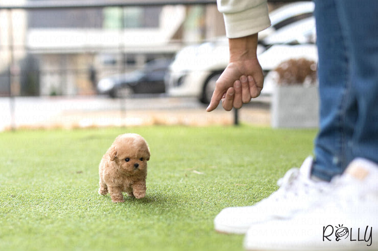 Rolly Teacup Puppies (Purchased by Phachirapha) Aria - Poodle. F.