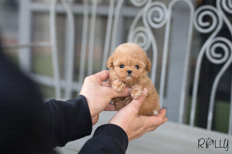 Rolly Teacup Puppies (Purchased by Phachirapha) Aria - Poodle. F.