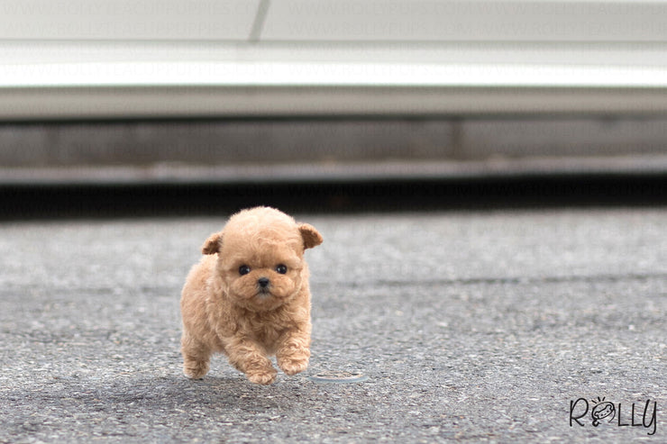 Rolly Teacup Puppies (Purchased by Phachirapha) Aria - Poodle. F.