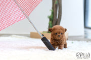 Rolly Teacup Puppies (SOLD to Lee) Ariel - Poodle. F.