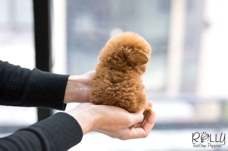 Rolly Teacup Puppies (SOLD to Lee) Ariel - Poodle. F.