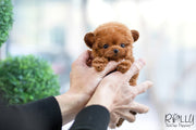 Rolly Teacup Puppies (SOLD to Lee) Ariel - Poodle. F.