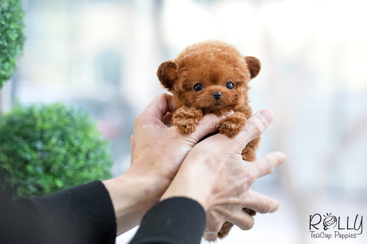 Rolly Teacup Puppies (SOLD to Lee) Ariel - Poodle. F.