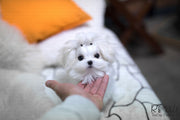 Rolly Teacup Puppies (Purchased by Burroughs) Aspen - Maltese. M.