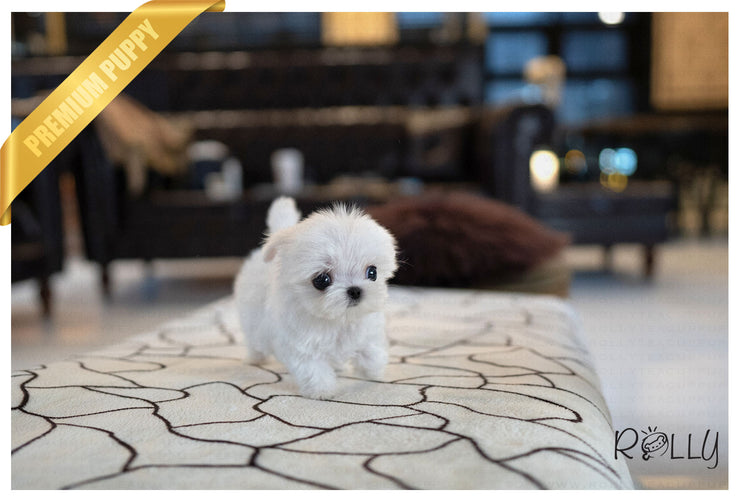 Rolly Teacup Puppies (PURCHASED by Landino) ASPEN - Maltese. M.