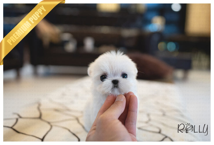 Rolly Teacup Puppies (PURCHASED by Landino) ASPEN - Maltese. M.