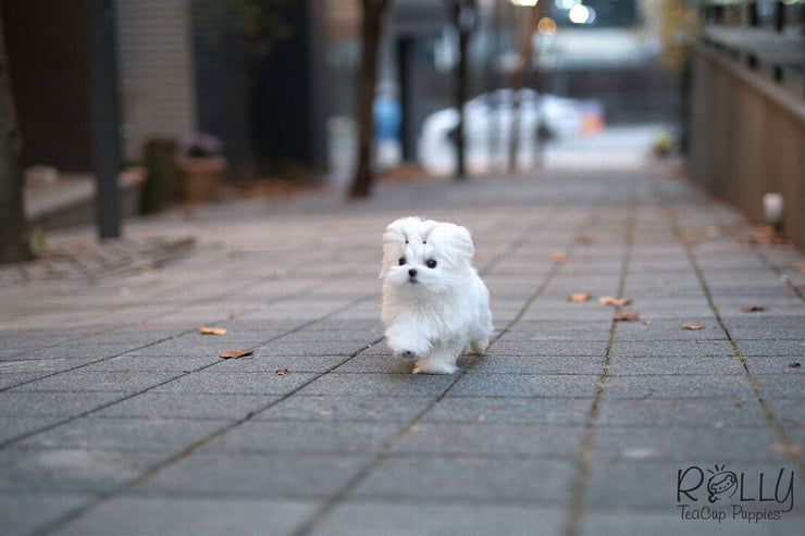 Rolly Teacup Puppies (Purchased by Burroughs) Aspen - Maltese. M.