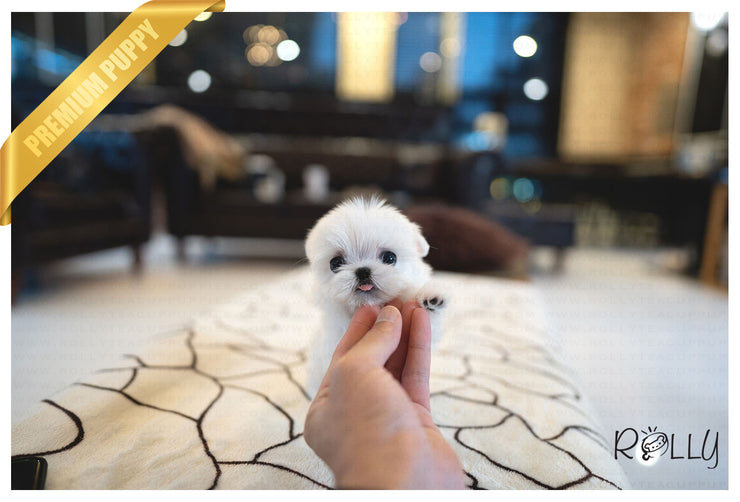 Rolly Teacup Puppies (PURCHASED by Landino) ASPEN - Maltese. M.
