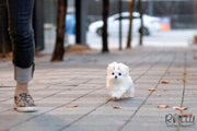 Rolly Teacup Puppies (Purchased by Burroughs) Aspen - Maltese. M.