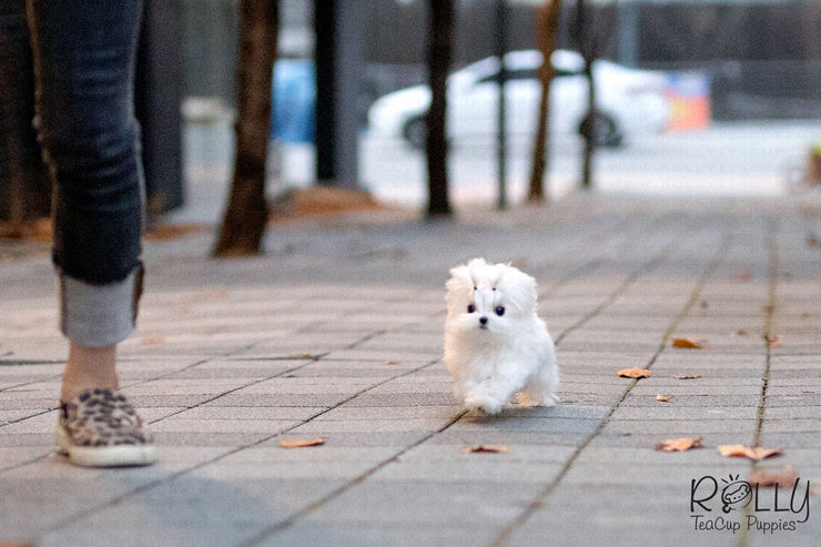 Rolly Teacup Puppies (Purchased by Burroughs) Aspen - Maltese. M.