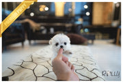 Rolly Teacup Puppies (PURCHASED by Landino) ASPEN - Maltese. M.