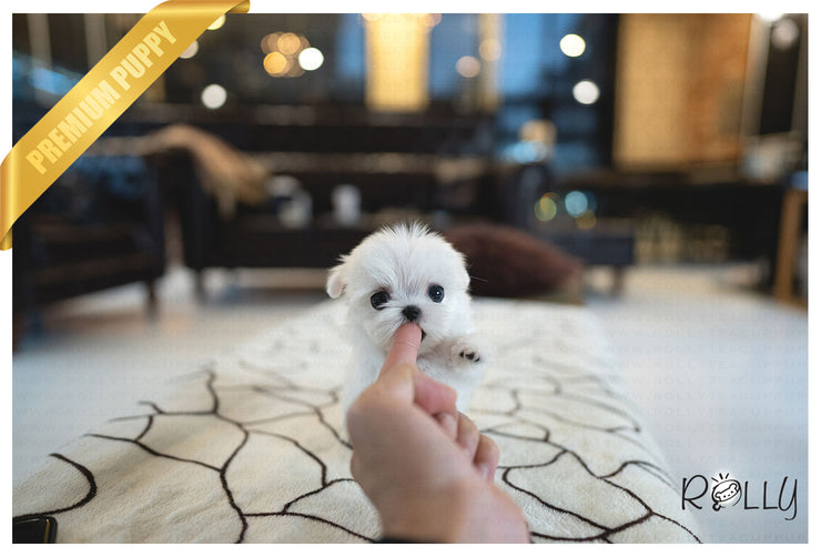 Rolly Teacup Puppies (PURCHASED by Landino) ASPEN - Maltese. M.
