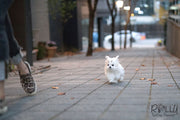 Rolly Teacup Puppies (Purchased by Burroughs) Aspen - Maltese. M.