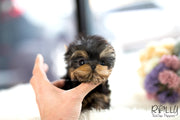 Rolly Teacup Puppies (SOLD to Sparrow) Atom - Yorkie. M.