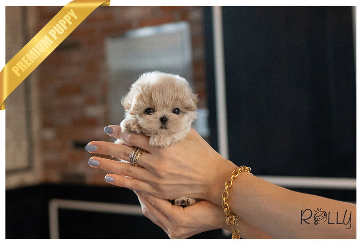 Rolly Teacup Puppies BAGLE - MALE (PURCHASED by NAGHI).