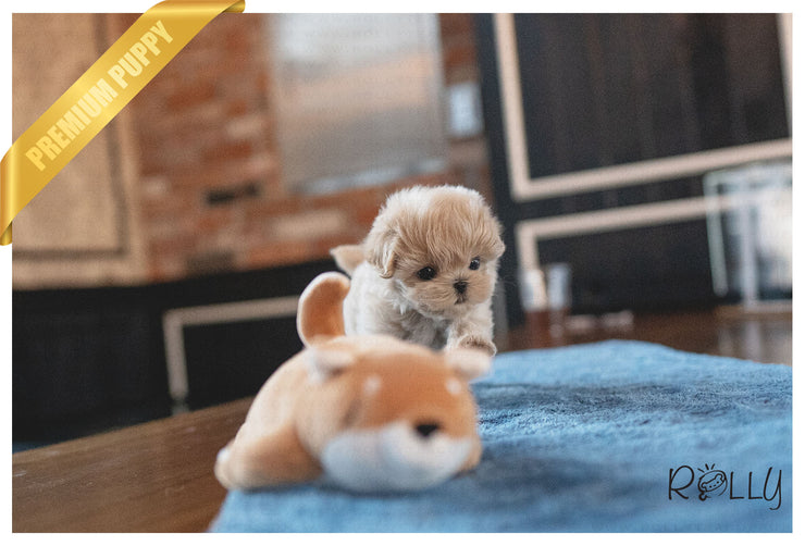 Rolly Teacup Puppies BAGLE - MALE (PURCHASED by NAGHI).