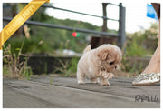 Rolly Teacup Puppies BAGLE - MALE (PURCHASED by NAGHI).