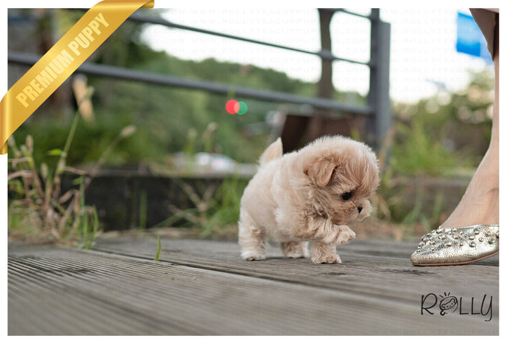Rolly Teacup Puppies BAGLE - MALE (PURCHASED by NAGHI).