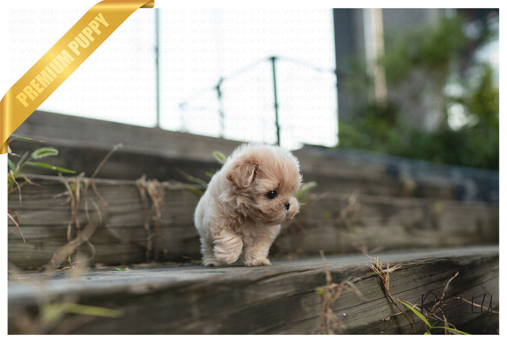 Rolly Teacup Puppies BAGLE - MALE (PURCHASED by NAGHI).
