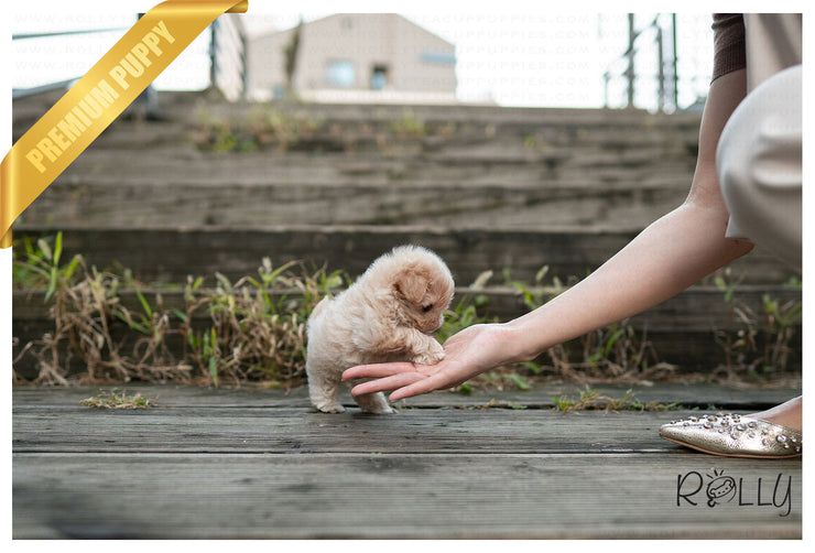 Rolly Teacup Puppies BAGLE - MALE (PURCHASED by NAGHI).