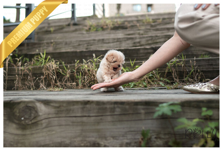 Rolly Teacup Puppies BAGLE - MALE (PURCHASED by NAGHI).