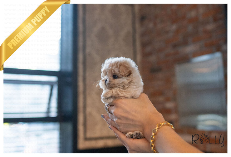 Rolly Teacup Puppies BAGLE - MALE (PURCHASED by NAGHI).