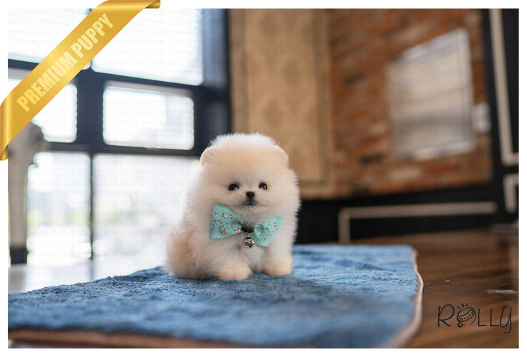 Rolly Teacup Puppies BEAR -  MALE (PURCHASED by Myers).