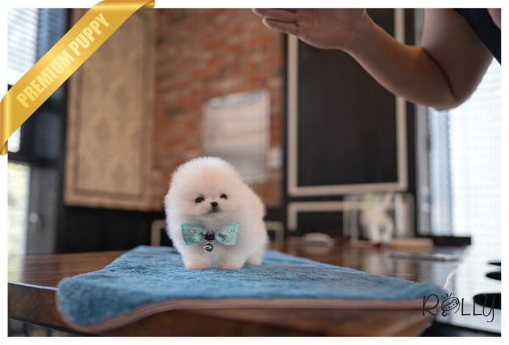 Rolly Teacup Puppies BEAR -  MALE (PURCHASED by Myers).