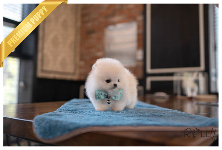 Rolly Teacup Puppies BEAR -  MALE (PURCHASED by Myers).